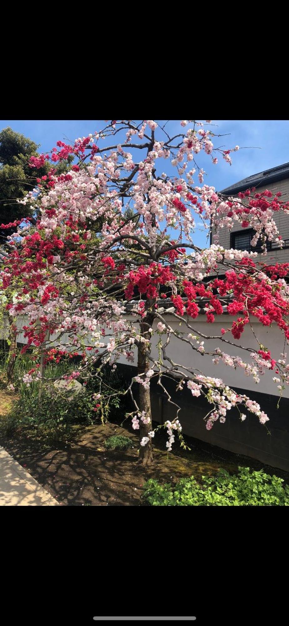 新宿庭院の屋-Shinjuku Garden Home -28 Square Meters King Size Bed Garden Room 東京都 エクステリア 写真
